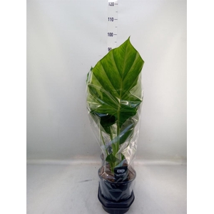 Alocasia macrorrhizos