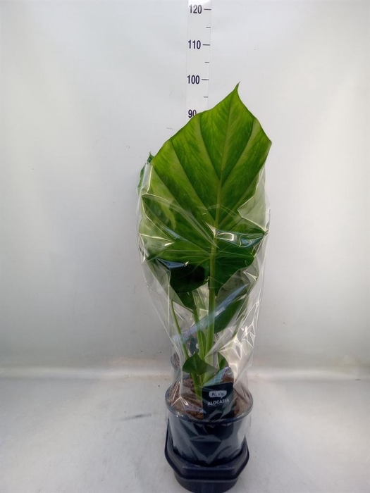 <h4>Alocasia macrorrhizos</h4>