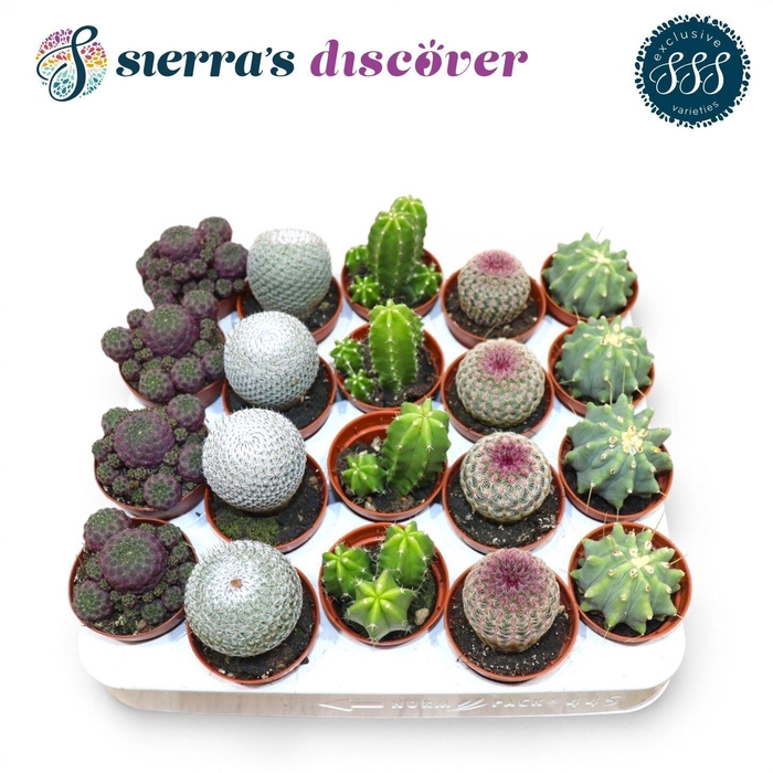 <h4>CACTUS GEM</h4>
