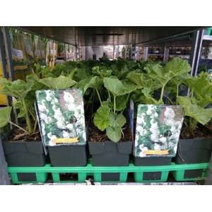 Alcea   ...