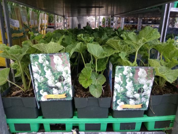 <h4>Alcea   ...</h4>