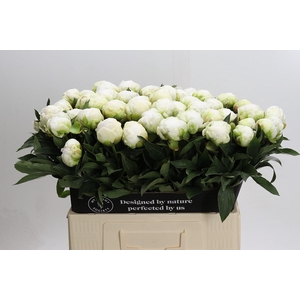 Paeonia Madame Claude Tain