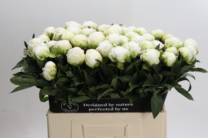 <h4>Paeonia Madame Claude Tain</h4>