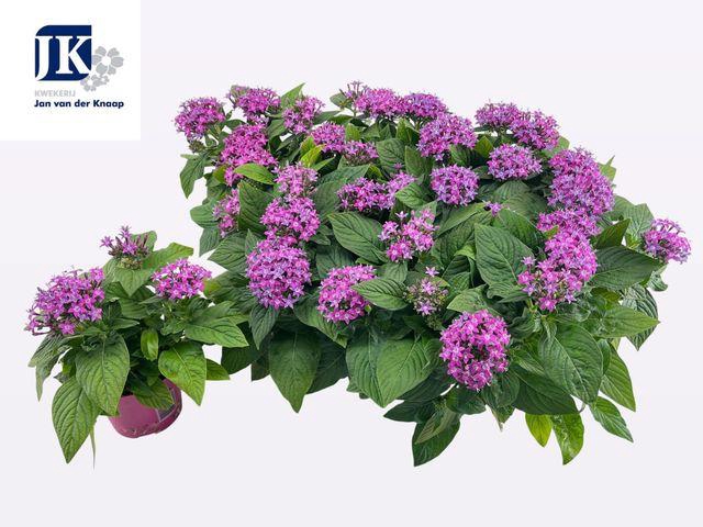 <h4>PENT GRAFFI VIOLET</h4>