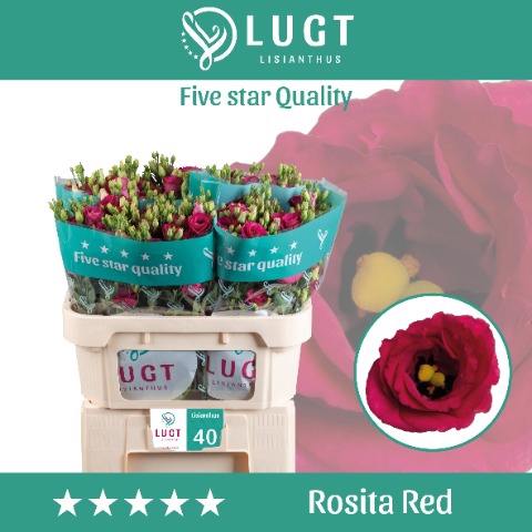 <h4>Lisianthus Rosita Red</h4>