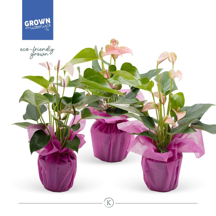 <h4>Anthurium KARMA Joli Mix 12cm - Pink Wrap</h4>