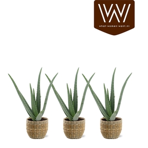 ARR ZAMIOCULCAS