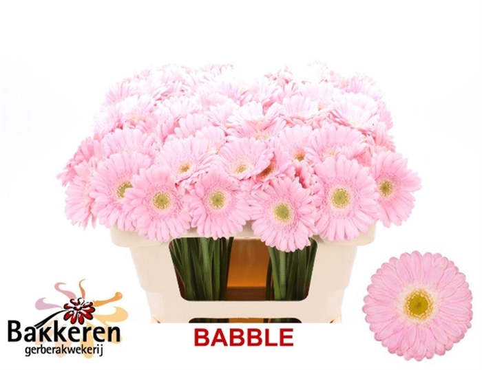 <h4>Ge Mi Babble</h4>