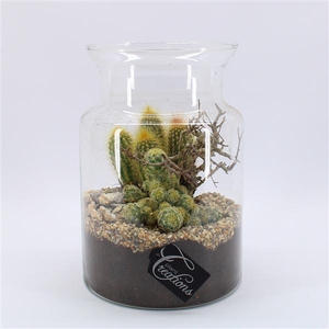 CTCR-2501 Cactus Essentials Terrarium