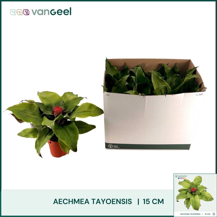 AECH TAYOENSIS