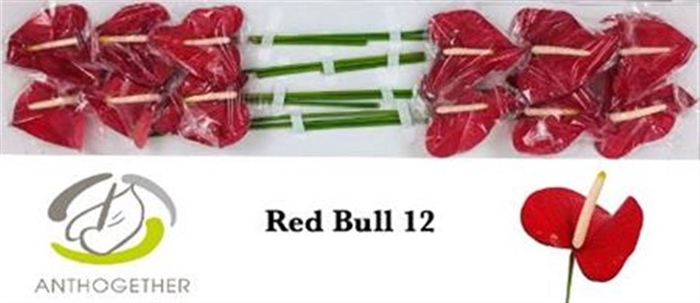 Anth A Red Bull