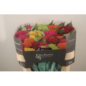 Celosia C Act Mix Bucket