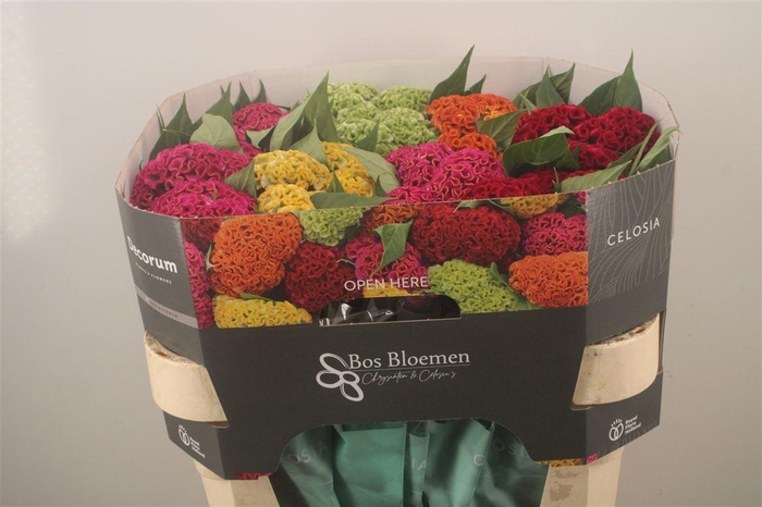 <h4>Celosia C Act Mix Bucket</h4>