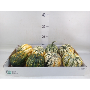 Cucurbita pepo 'Festival'