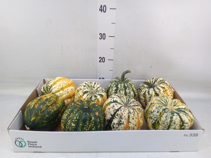 <h4>Cucurbita pepo 'Festival'</h4>
