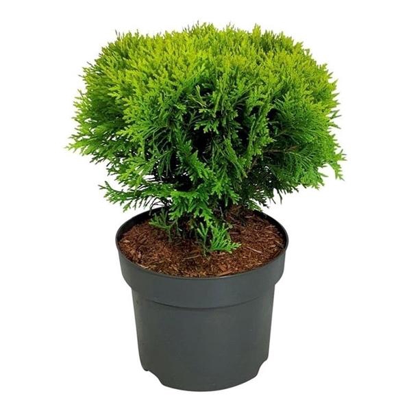 <h4>Thuja occ. 'Mirjam'</h4>