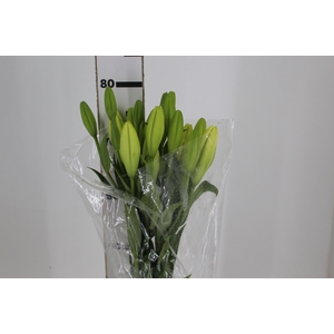 LIRIO ASOPUS 080 CM HT 2/3 FLS