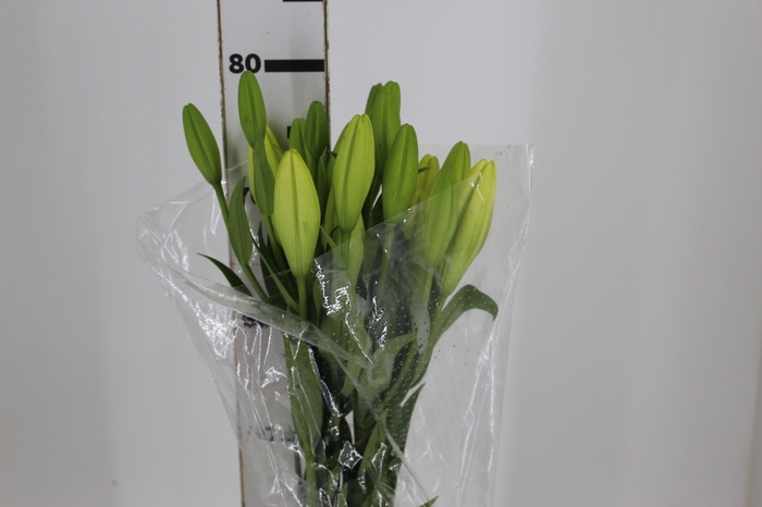 LIRIO ASOPUS 080 CM HT 2/3 FLS