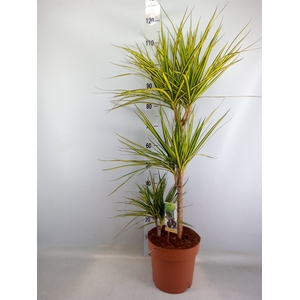 Dracaena marg. 'Sunray'