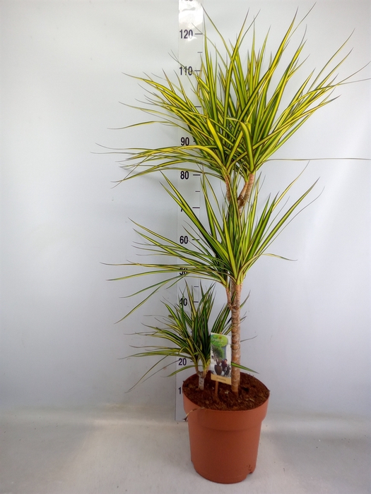 <h4>Dracaena marg. 'Sunray'</h4>