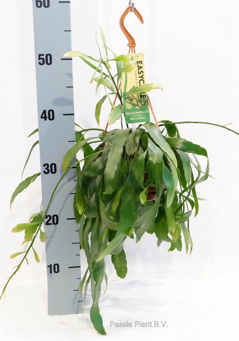 <h4>Pseudorhipsalis ramulosa</h4>