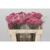 Ozothamnus Booming Pink