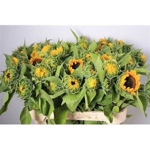 Helianthus Sunrich Orange