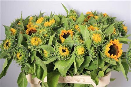 <h4>Helianthus Sunrich Orange</h4>