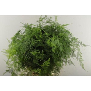 Asparagus  Extra  Veren L 65