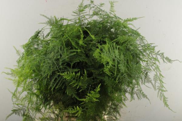 <h4>Asparagus  Extra  Veren L 65</h4>