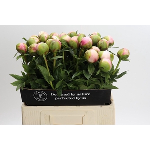 Paeonia Colonel Owen Cousins