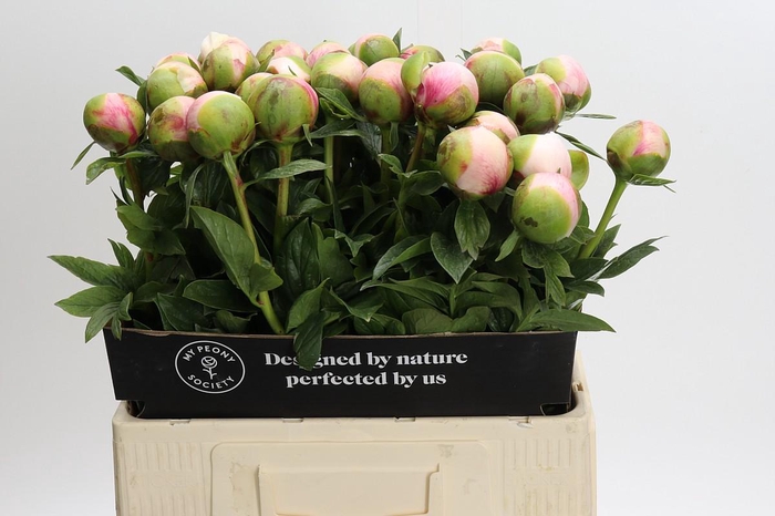 Paeonia Colonel Owen Cousins