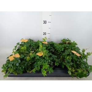 Parthenocissus inserta