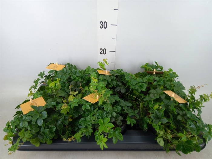 <h4>Parthenocissus inserta</h4>