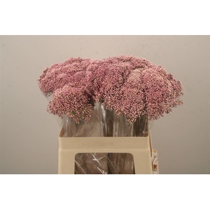 Ozoth Cooks Tall Pink