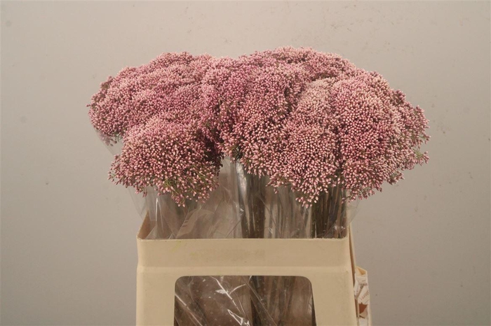 <h4>Ozoth Cooks Tall Pink</h4>