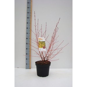 Cornus sanguinea 'Midwinter Fire'