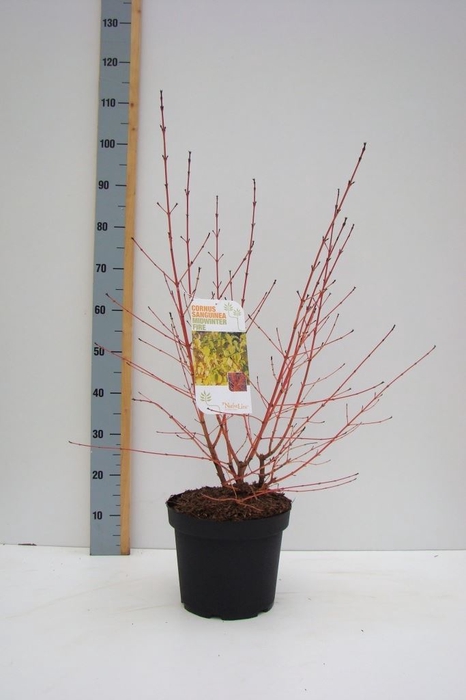 <h4>Cornus sanguinea 'Midwinter Fire'</h4>