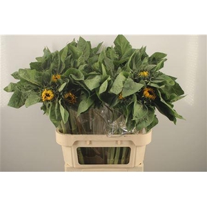 Helianthus Vincent Choice