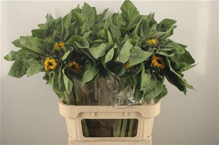 <h4>Helianthus Vincent Choice</h4>