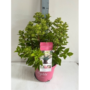 Hydrangea pan.