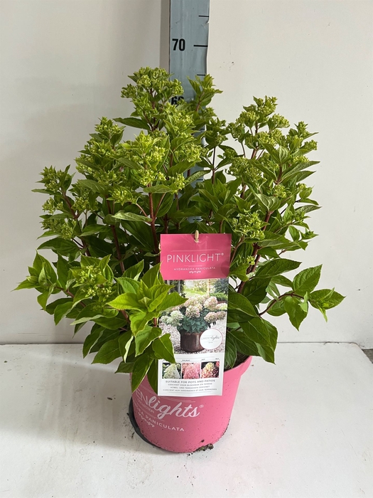 <h4>Hydrangea pan.</h4>