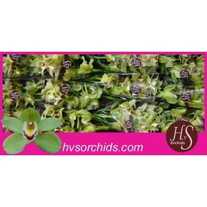 CYMB T PIEDMONT 50 CM
