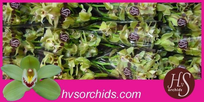 <h4>CYMB T PIEDMONT 50 CM</h4>