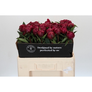 Paeonia Avis Varner