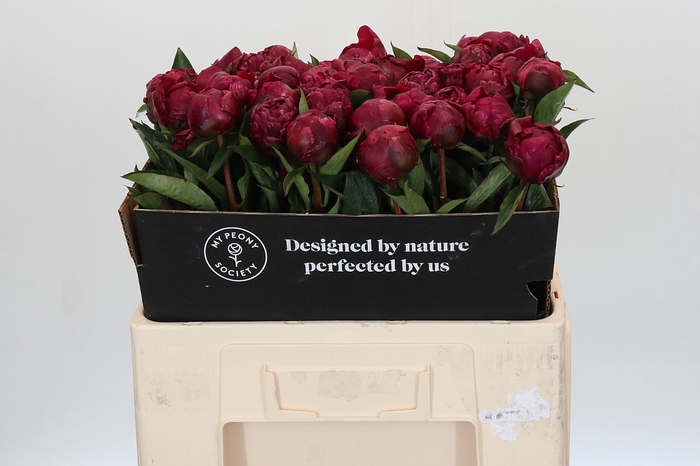 Paeonia Avis Varner