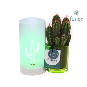 LED Duo glas met Cactus