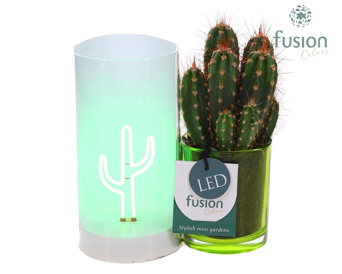 <h4>LED Duo glas met Cactus</h4>