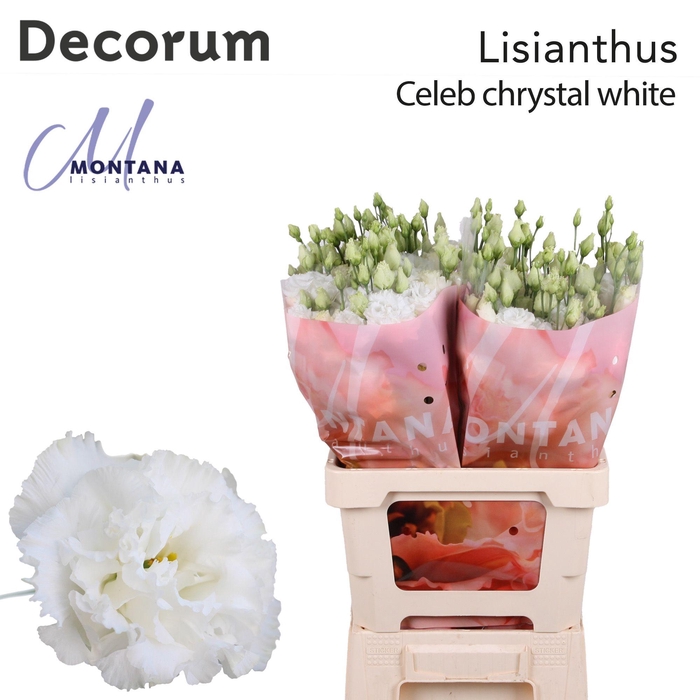 <h4>Lisianthus Celeb chrystal 70cm</h4>