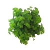 PEP ROTUNDIFOLIA